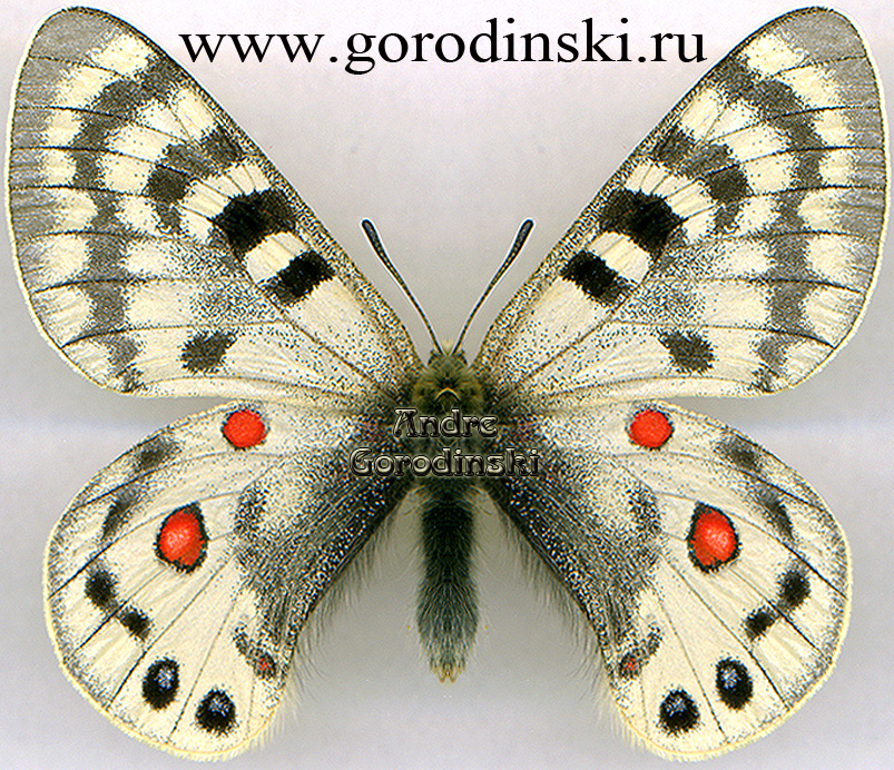 http://www.gorodinski.ru/papilionidae/Parnassius maximinus maximinus.jpg
